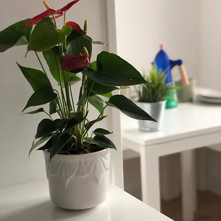 Recien Reformado, Centrico, Tranquilo Y Luminoso *